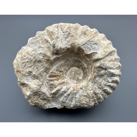 Amonit 12cm – Maroko