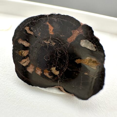 Amonit – Maroko