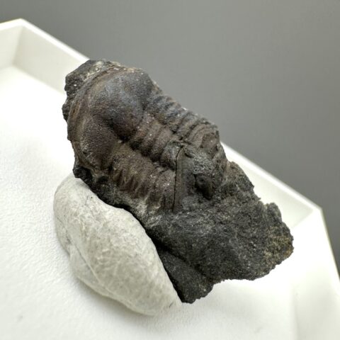 Trilobit Ellipsocephalus hoffi – Jince, ČR