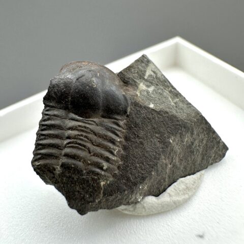Trilobit Ellipsocephalus hoffi – Jince, ČR