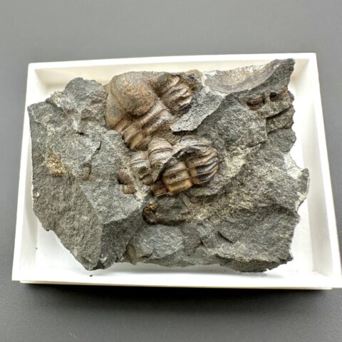 Trilobit Ellipsocephalus hoffi – Jince, ČR