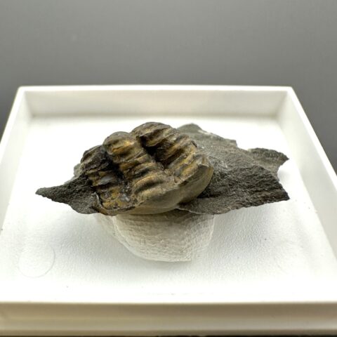 Trilobit Ellipsocephalus hoffi – Jince, ČR