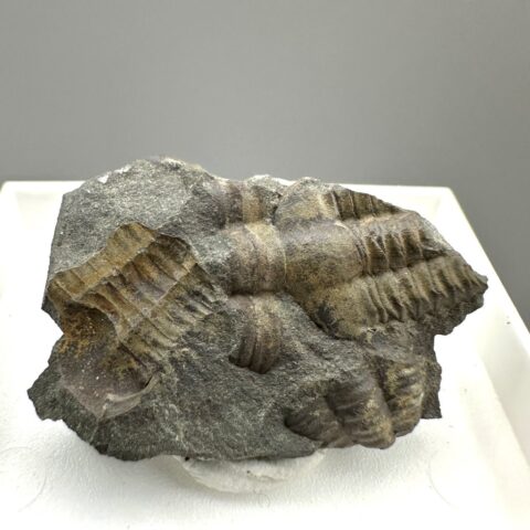 Trilobit Ellipsocephalus hoffi – Jince, ČR