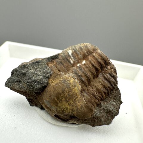 Trilobit Ellipsocephalus hoffi – Jince, ČR