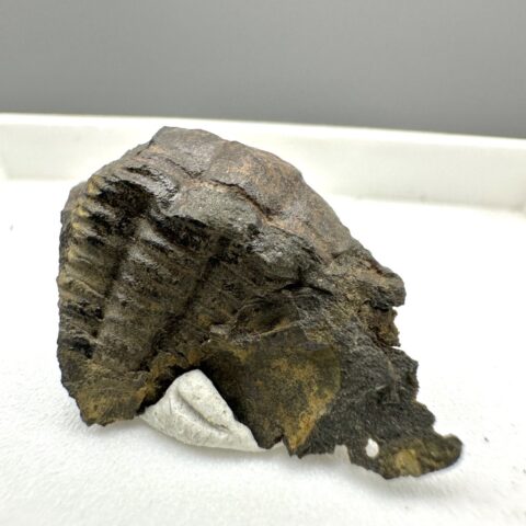 Trilobit Ellipsocephalus hoffi – Jince, ČR