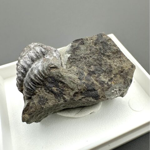 Trilobit Ellipsocephalus hoffi – Jince, ČR