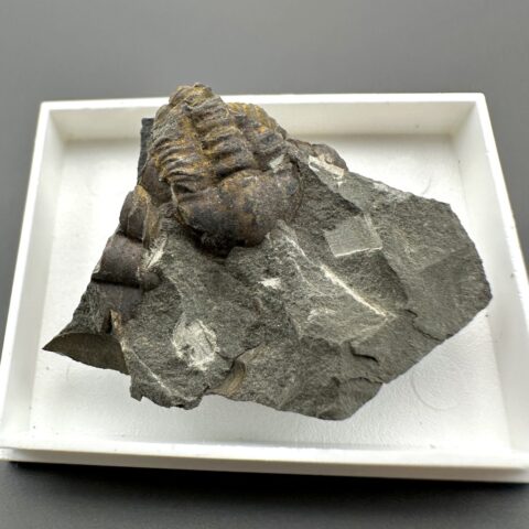 Trilobit Ellipsocephalus hoffi – Jince, ČR
