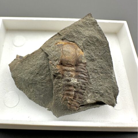 Trilobit Ellipsocephalus hoffi – Jince, ČR