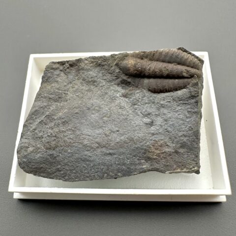Trilobit Ellipsocephalus hoffi – Jince, ČR