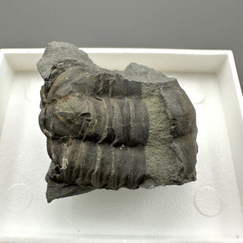Trilobit Ellipsocephalus hoffi – Jince, ČR