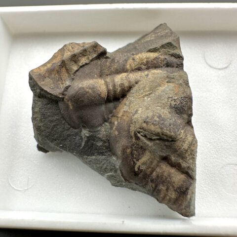 Trilobit Ellipsocephalus hoffi – Jince, ČR