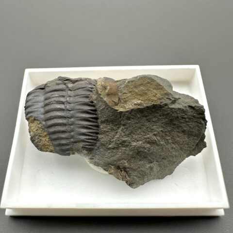 Trilobit Ellipsocephalus hoffi – Jince, ČR