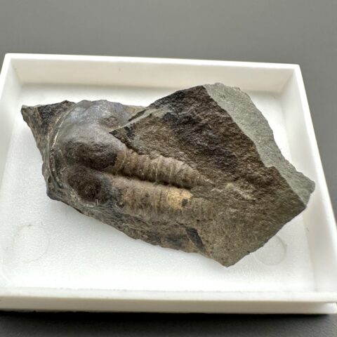Trilobit Ellipsocephalus hoffi – Jince, ČR
