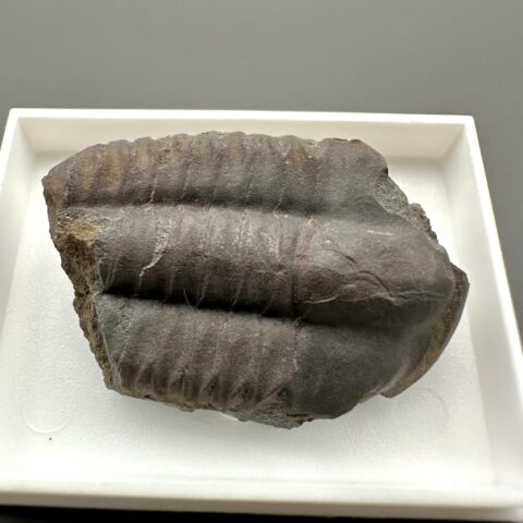 Trilobit Ellipsocephalus hoffi – Jince, ČR