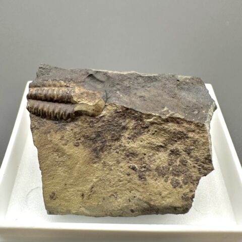 Trilobit Ellipsocephalus hoffi – Jince, ČR