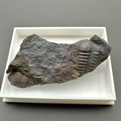 Trilobit Ellipsocephalus hoffi – Jince, ČR