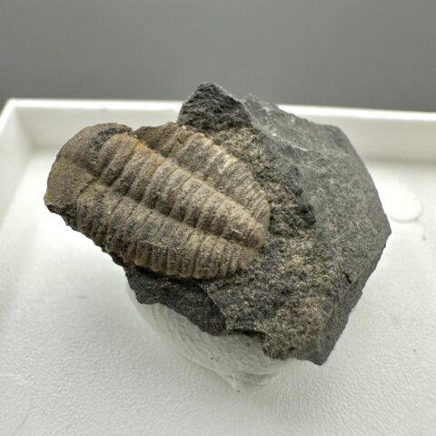 Trilobit Ellipsocephalus hoffi – Jince, ČR