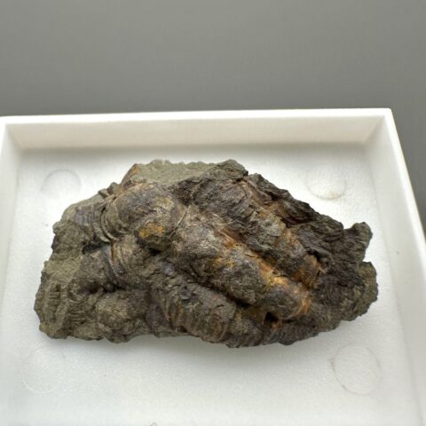 Trilobit Ellipsocephalus hoffi – Jince, ČR