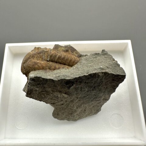Trilobit Ellipsocephalus hoffi – Jince, ČR