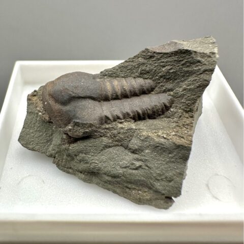 Trilobit Ellipsocephalus hoffi – Jince, ČR