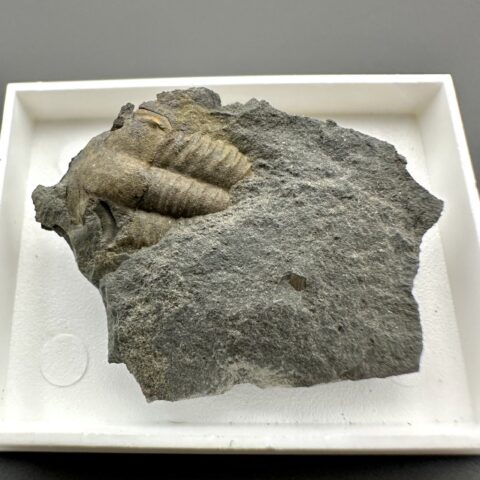 Trilobit Ellipsocephalus hoffi – Jince, ČR