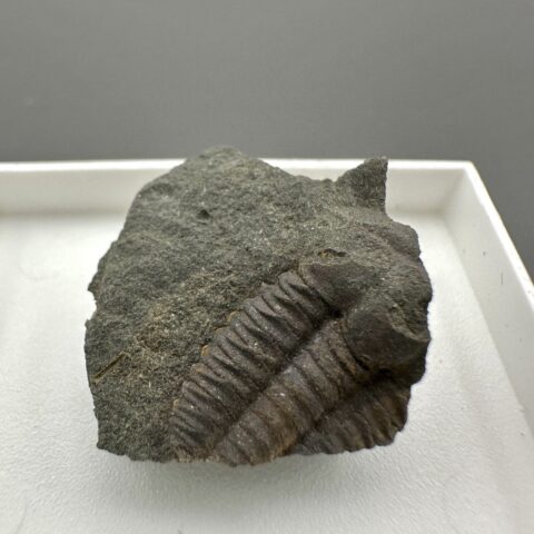 Trilobit Ellipsocephalus hoffi – Jince, ČR