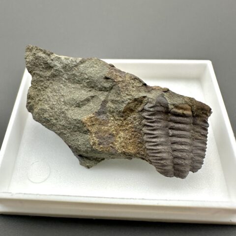 Trilobit Ellipsocephalus hoffi – Jince, ČR