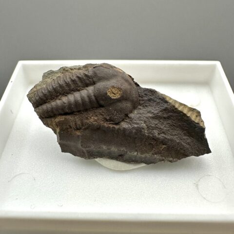 Trilobit Ellipsocephalus hoffi – Jince, ČR
