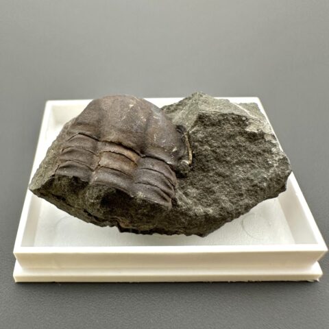 Trilobit Ellipsocephalus hoffi – Jince, ČR