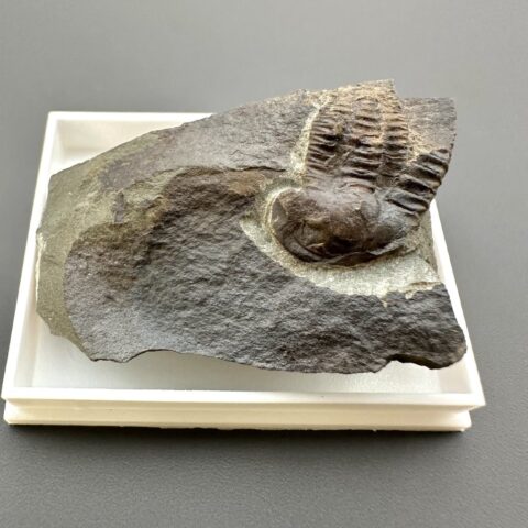 Trilobit Ellipsocephalus hoffi – Jince, ČR