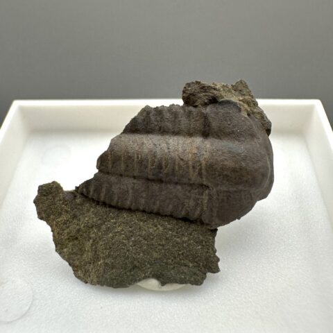 Trilobit Ellipsocephalus hoffi – Jince, ČR