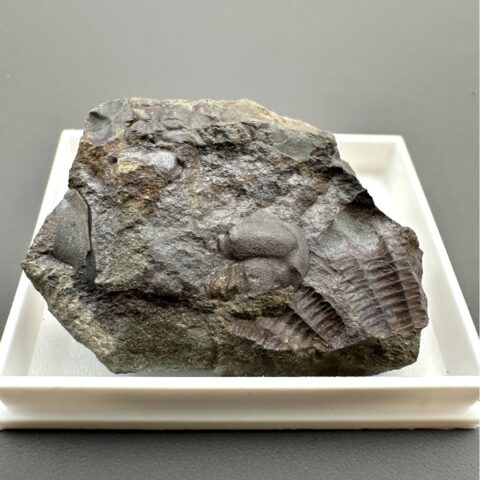 Trilobit Ellipsocephalus hoffi – Jince, ČR