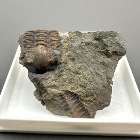 Trilobit Ellipsocephalus hoffi – Jince, ČR