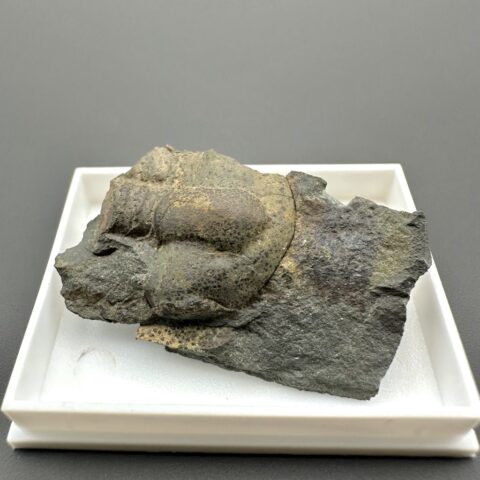 Trilobit Ellipsocephalus hoffi – Jince, ČR