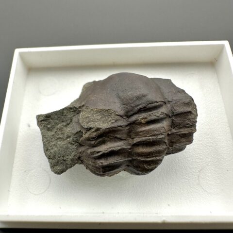 Trilobit Ellipsocephalus hoffi – Jince, ČR