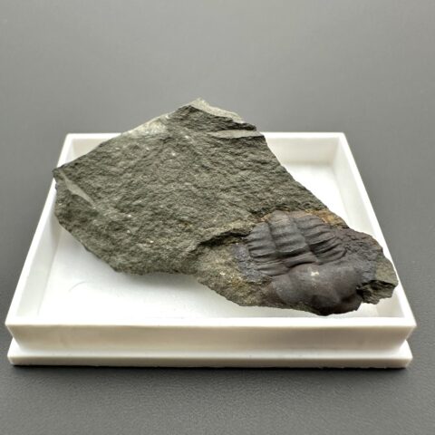 Trilobit Ellipsocephalus hoffi – Jince, ČR