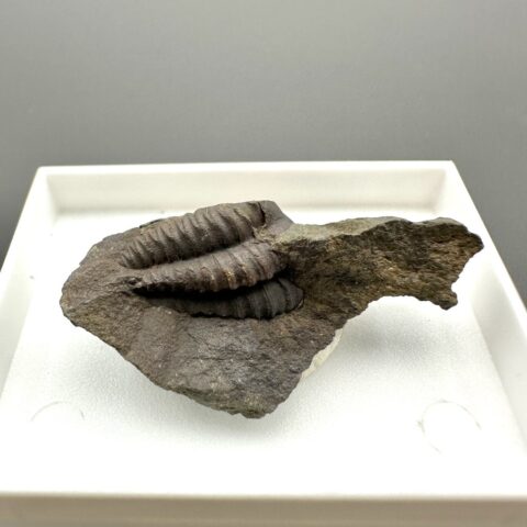 Trilobit Ellipsocephalus hoffi – Jince, ČR