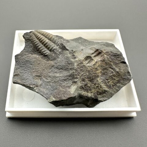 Trilobit Ellipsocephalus hoffi – Jince, ČR