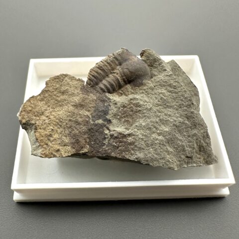 Trilobit Ellipsocephalus hoffi – Jince, ČR