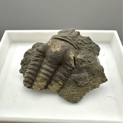 Trilobit Ellipsocephalus hoffi – Jince, ČR