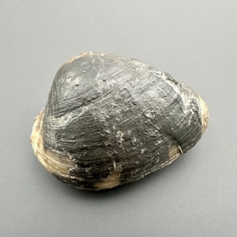Pleuromya alduini (druh fosilního mlže) 4,6cm – Winberg u Sengenthalu, Bavorsko, Německo