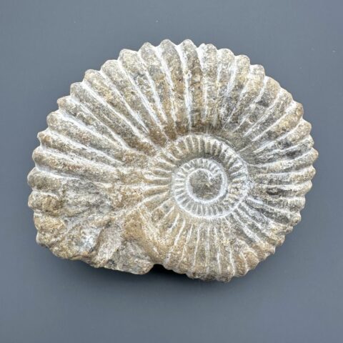 Amonit 12cm – Maroko
