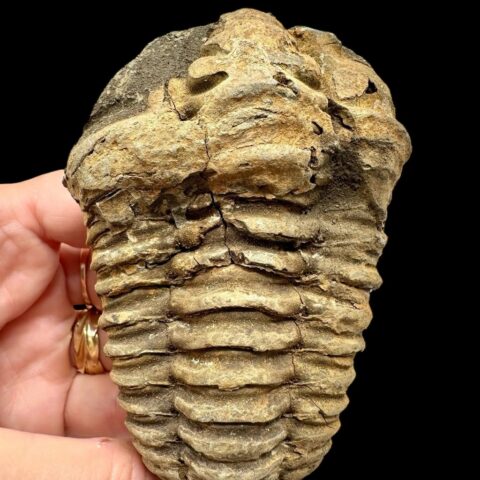 Trilobit 9,5cm – Velký Atlas, Maroko