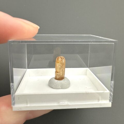 Imperial Topaz – Brazílie