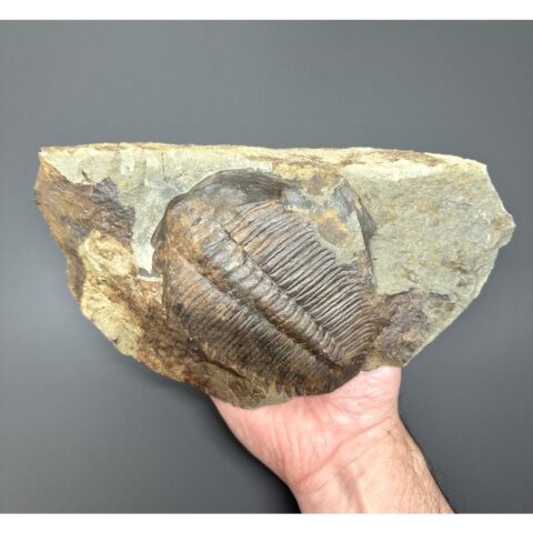Trilobit Hydrocephalus minor (pozitiv i negativ) – Jince, ČR