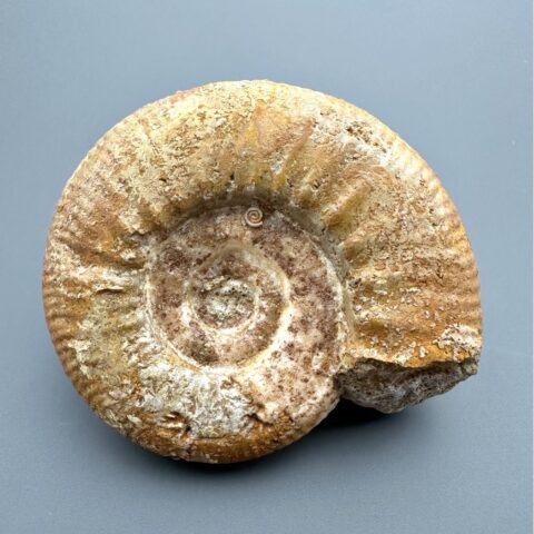 Amonit 6,8cm – Loudun, Poitou, Francie