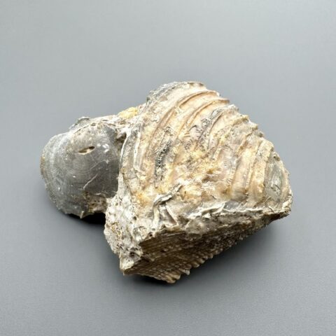 Trigonia interlaevigata 6,3cm – Winnberg u Sengenthalu, Bavorsko, Německo