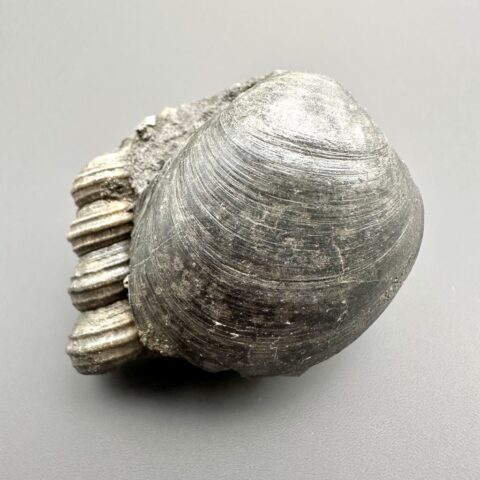 Mušle 4,7cm – Weitendorf, Štýrsko, Německo