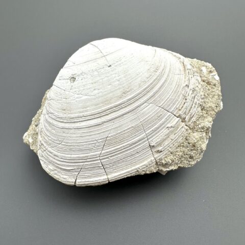 Mušle Paphia ben. praec. 7,9cm – Burgschleinitz, Rakousko