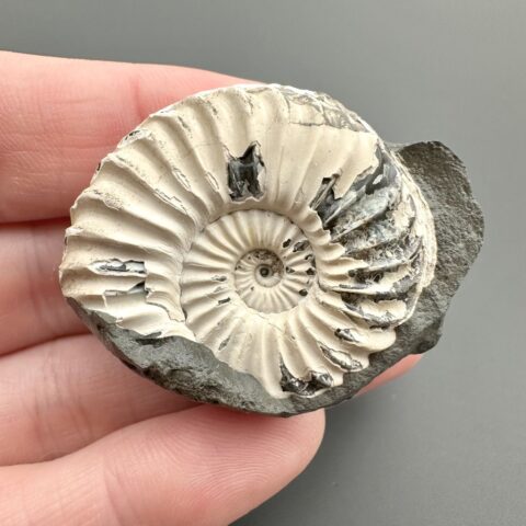 Amonit Pleuroceras 3,9cm – Buttenheim, Bavorsko, Německo